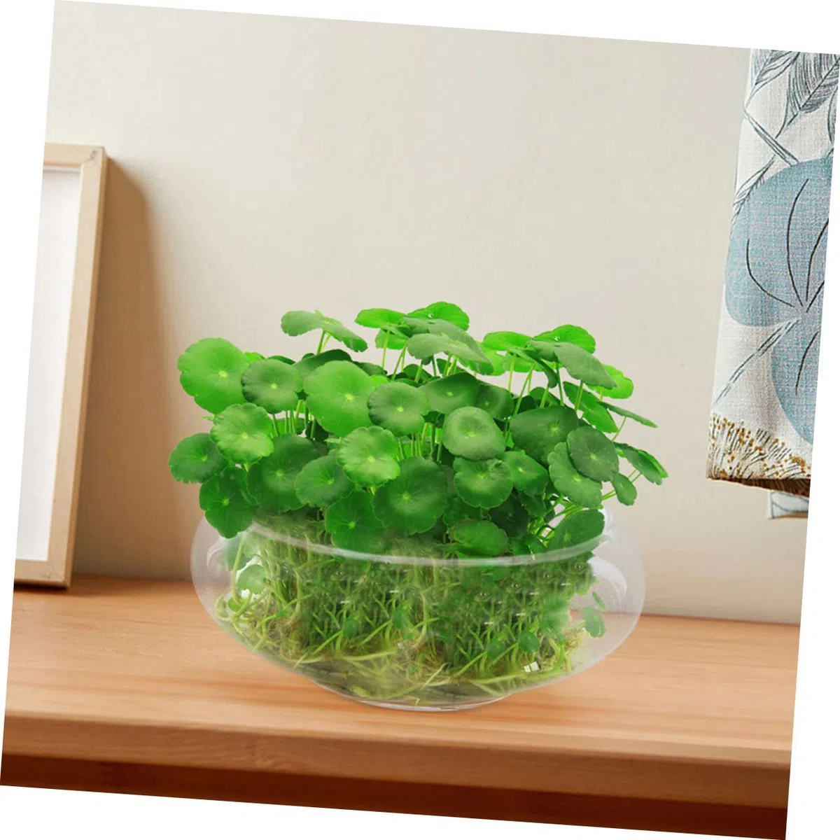 POPETPOP Maceta de Cristal Olla multifunción Olla Multifuncional decoración del Escritorio de Trabajo tazón de Burbujas de Vidrio decoración Retro Planta Maceta hidropónica pecera Loto