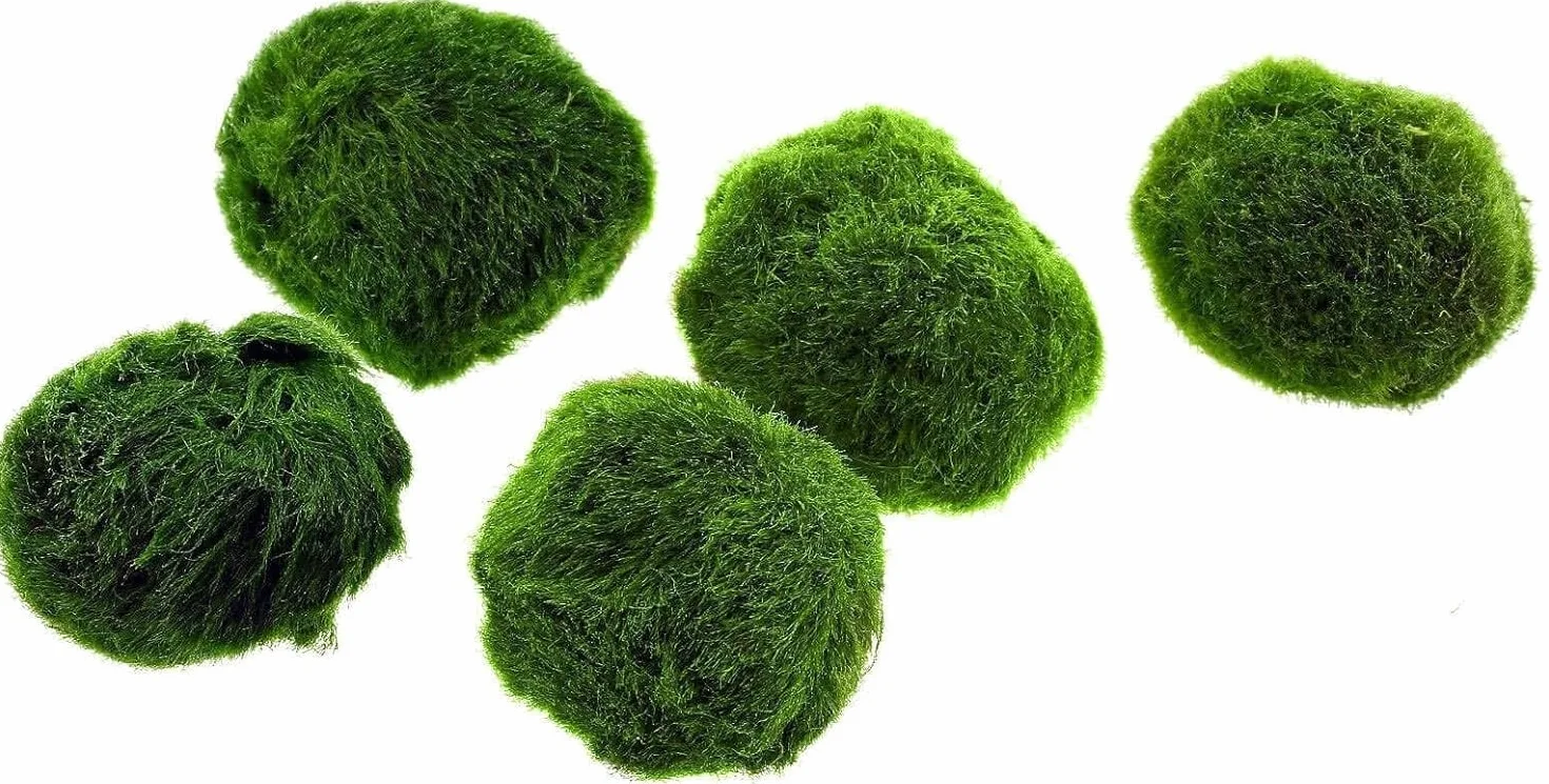 Marimo (2-3 cm) - Alga Bola Cladophora Aegagropila Musgo con Certificación, Decoración Natural para Acuarios, Terrarios y Bomboneras - Envío sellado 100% humedad (10 piezas)