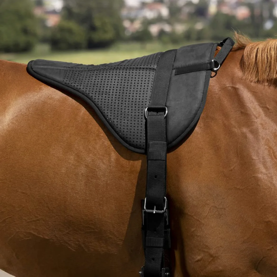 Norton-equestrian