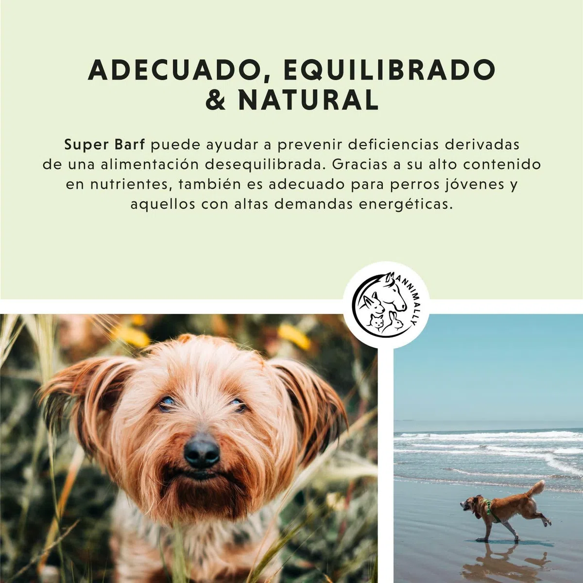 Annimally Barf Suplemento en Polvo para Perros 500g, Barf Complete Mezcla de Vitaminas & Minerales para una nutrición óptima - Suplemento para Perros con Minerales, Verduras, Frutas y Vitaminas