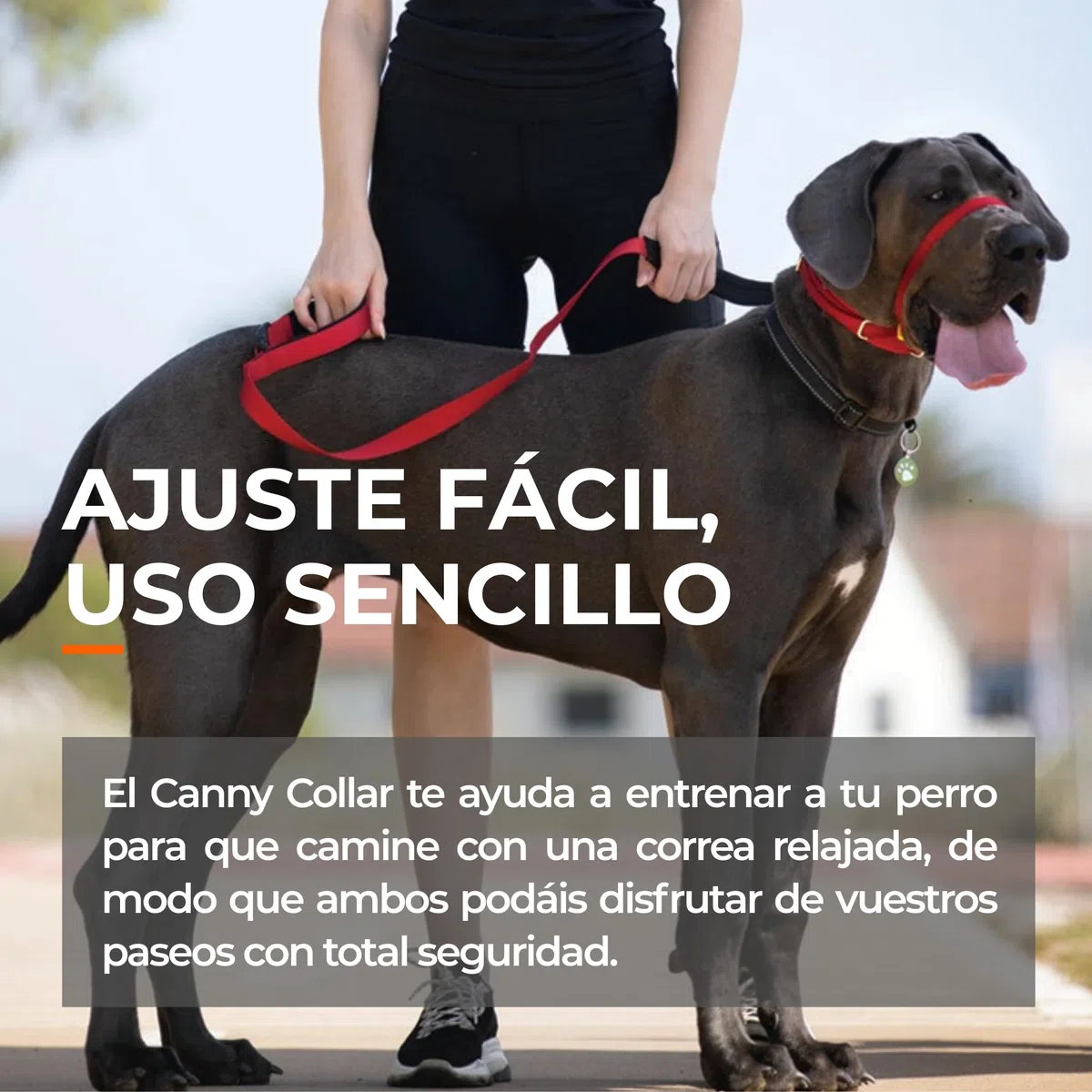 Canny Collar – Collar Antitirones de Cabeza para Perros Que Tiran | Arnés de Entrenamiento Suave y Seguro | Paseos Tranquilos sin Tirones – Azul, Talla 5