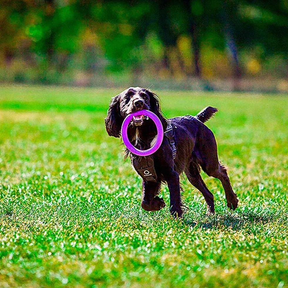 Ferplast Juguete Perro, Anillo de Entrenamiento Perros para Masticar, Correr, Saltar, Disparar, Robusto, No Tóxico, Puller Midi, Juegos para Perros Pequeños y Medianos, Juego 2 Anillos de Fitness