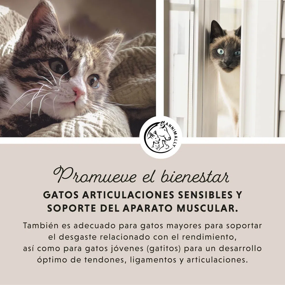 Annimally Polvo Articular Gatos | 120g para 4 Meses - La Alternativa a Las tabletas para articulaciones. Polvo articulaciones saludables con mejillón de Labios Verdes, MSM, Garra del Diablo