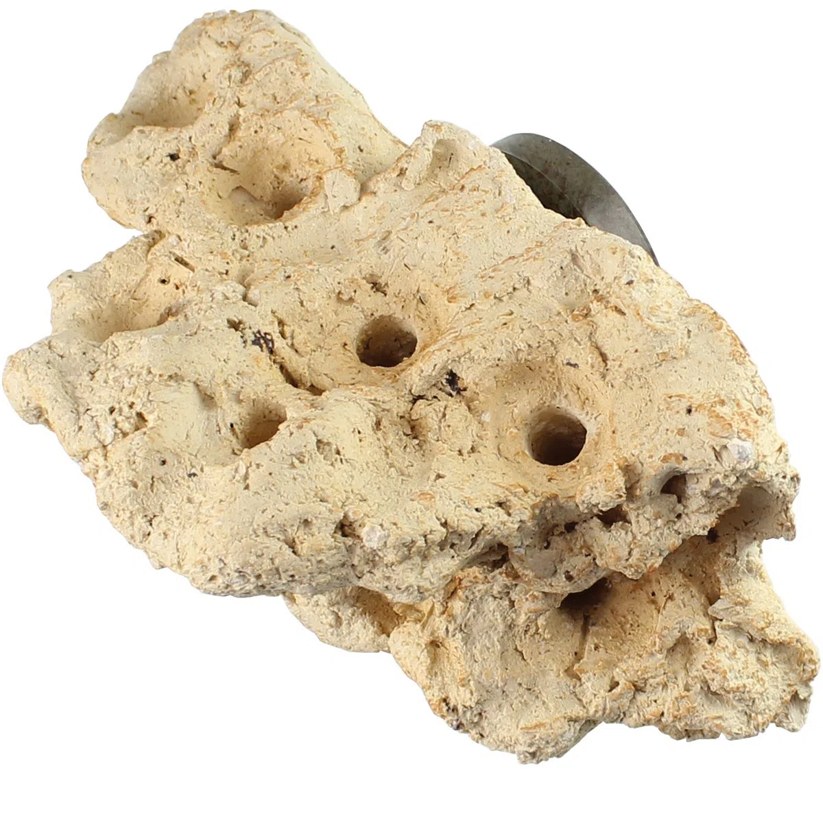Tunze Coral Rack Nano I Piedra de cerámica para la colocación de corales I Decoración de Acuario con Fuerte Soporte magnético I Piedra Creciente para Cultivo de corales en Agua Dulce y Agua de mar