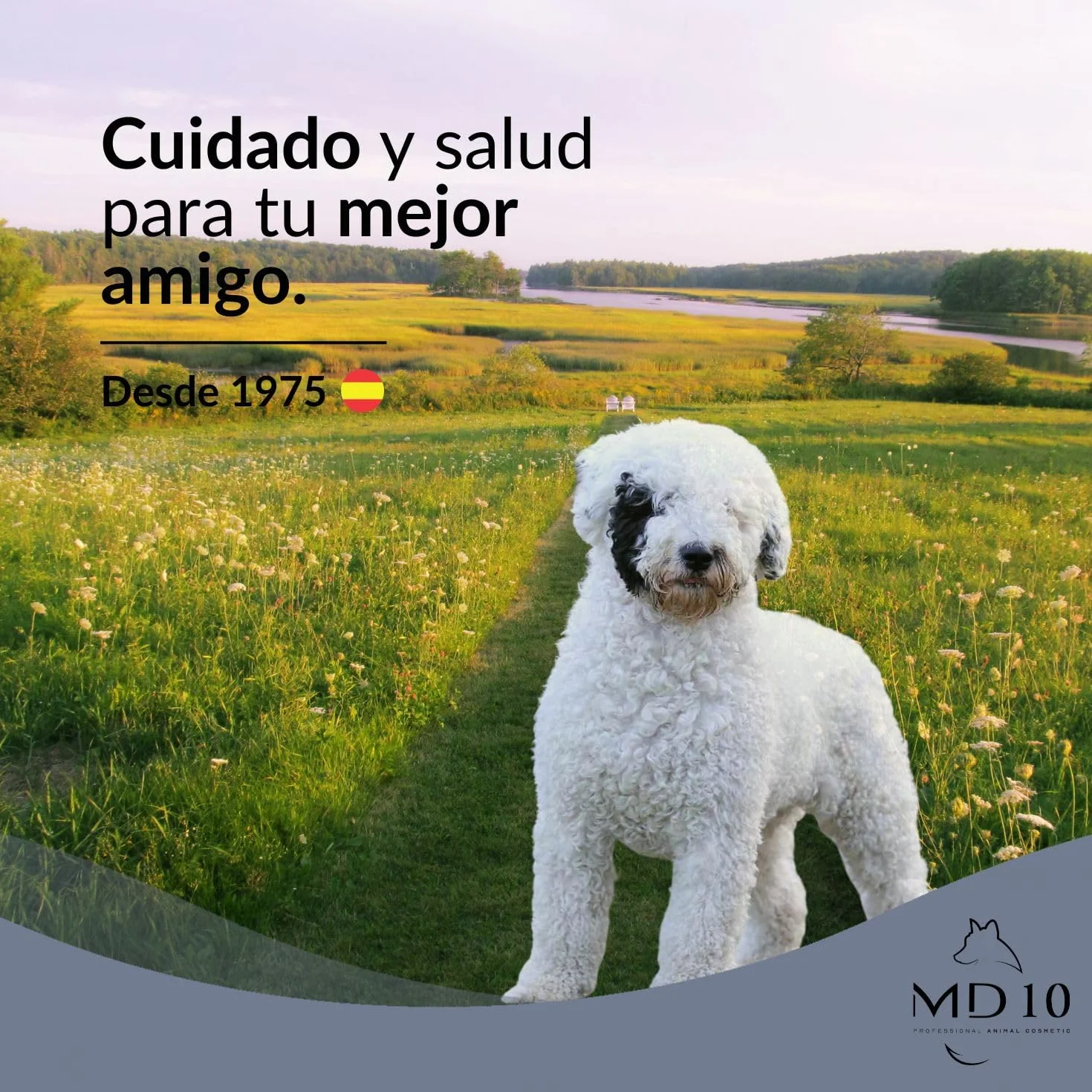Champú para Perro de Agua Español Pelo Blanco - Mantiene, Realza y Matiza el Color Blanco - Champú Hidratante, Vegano y Biodegradable - Fabricado en España - 750 ml - MD-10 COLLECTION
