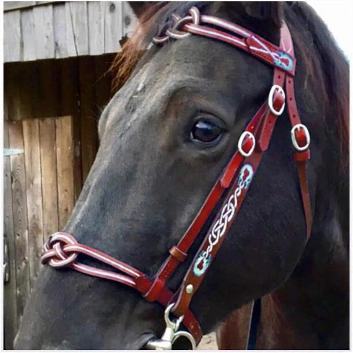 Cabezadas de caballo de tamaño completo, riendas ecuestres de cuero, con acolchado suave y hebilla de una sola mejilla, para accesorios