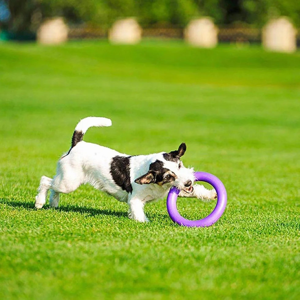 Ferplast Juguete Perro, Anillo de Entrenamiento Perros para Masticar, Correr, Saltar, Disparar, Robusto, No Tóxico, Puller Midi, Juegos para Perros Pequeños y Medianos, Juego 2 Anillos de Fitness