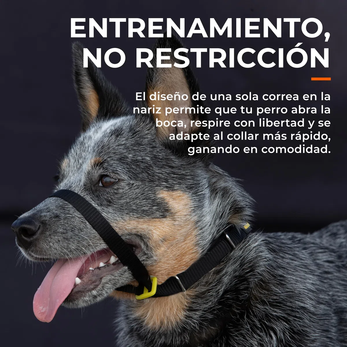 Canny Collar – Collar Antitirones de Cabeza para Perros Que Tiran | Arnés de Entrenamiento Suave y Seguro | Paseos Tranquilos sin Tirones – Azul, Talla 5