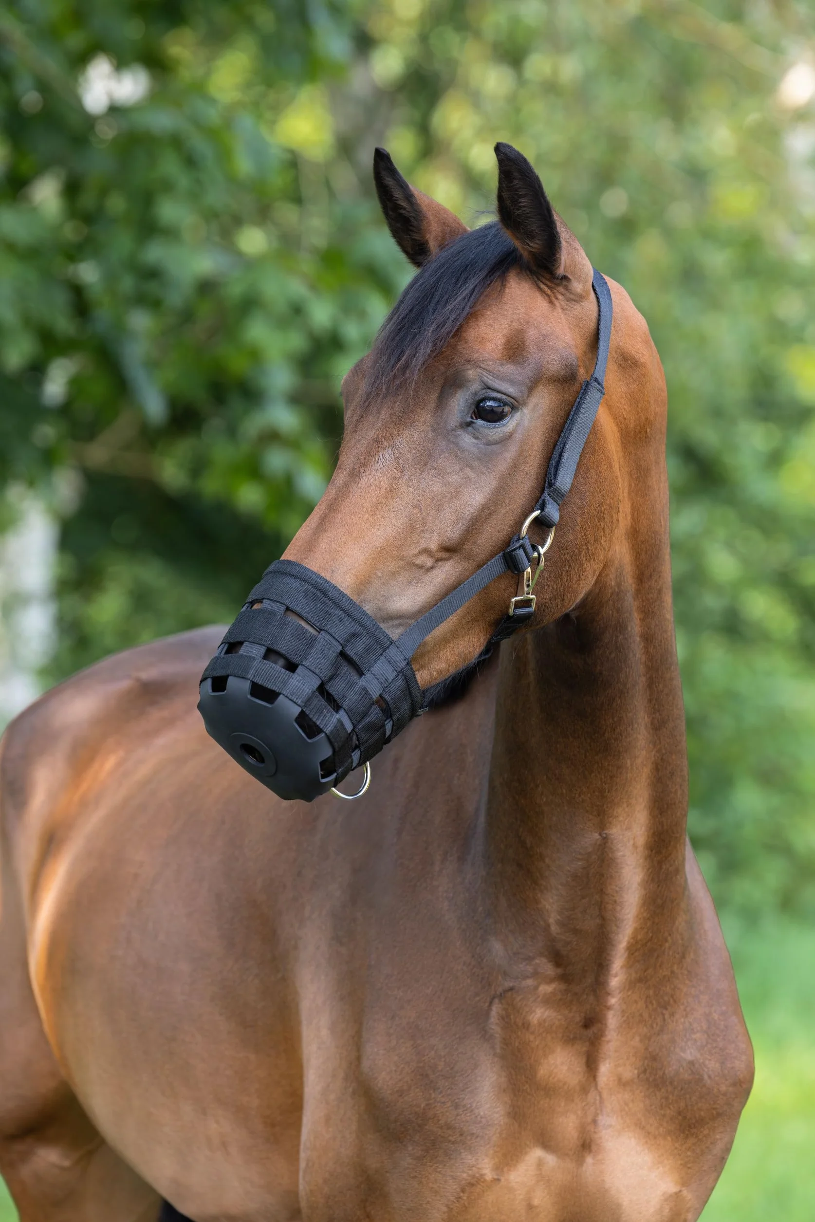 Covalliero Bozal, bozal de pastoreo, negro, cob, caballo, con refuerzo, fácil de colocar