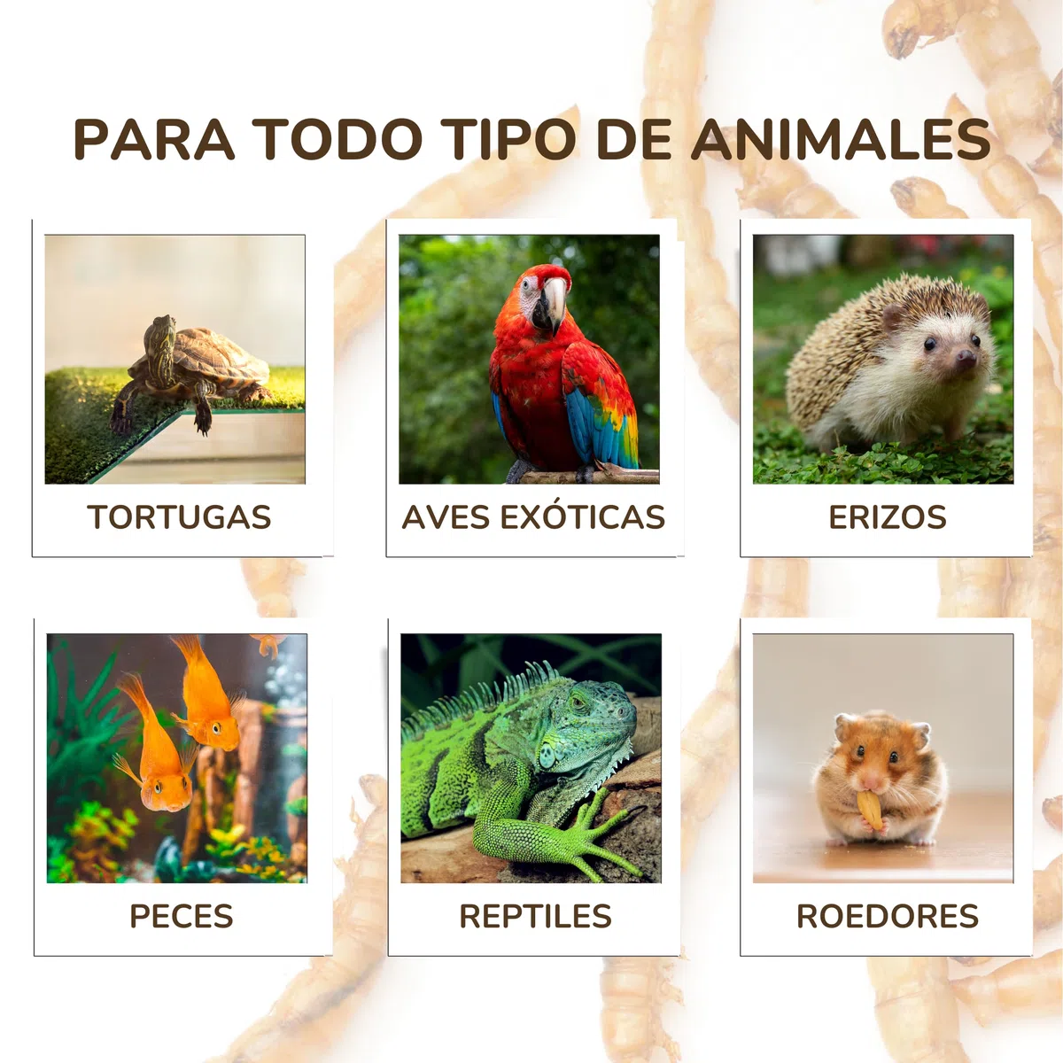 Gusanos de la Harina 1 KG - Tenebrios Deshidratados Premium 6,5L - Comida para Aves, Tortugas, Peces, Hamster, Pájaros, Roedores | +50% Proteína