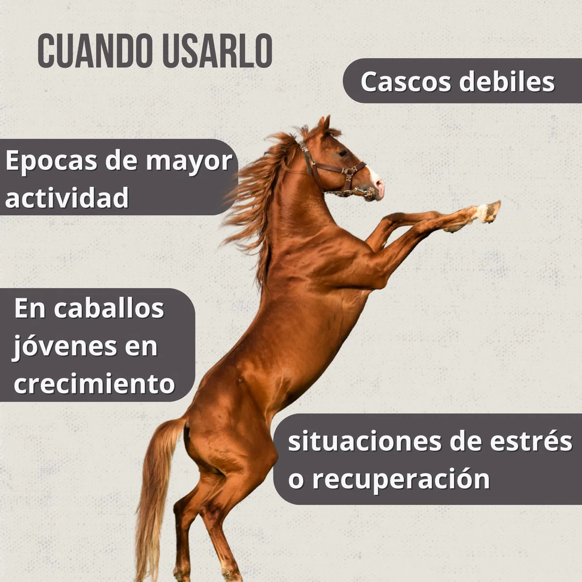 Hoofcare - Biotina y Zinc para Cascos Caballo 750g – Casco Fuerte y Crecimiento Natural – Ideal para Cascos Frágiles, Cambio de Pelaje y Caballos Deportivos – Cuidado Pezuñas, Piel y Pelaje Equino