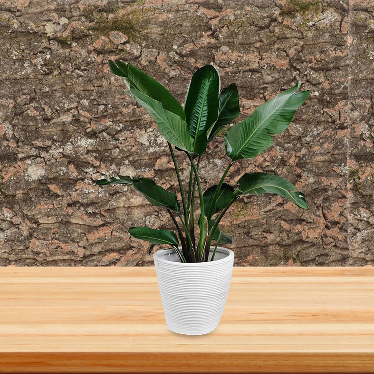 Corteza de Corcho Natural Textura Dura Segura para Reptiles Fondo Decorativo y Pared de Plantas para Terrarios en Acuarios de Reptiles