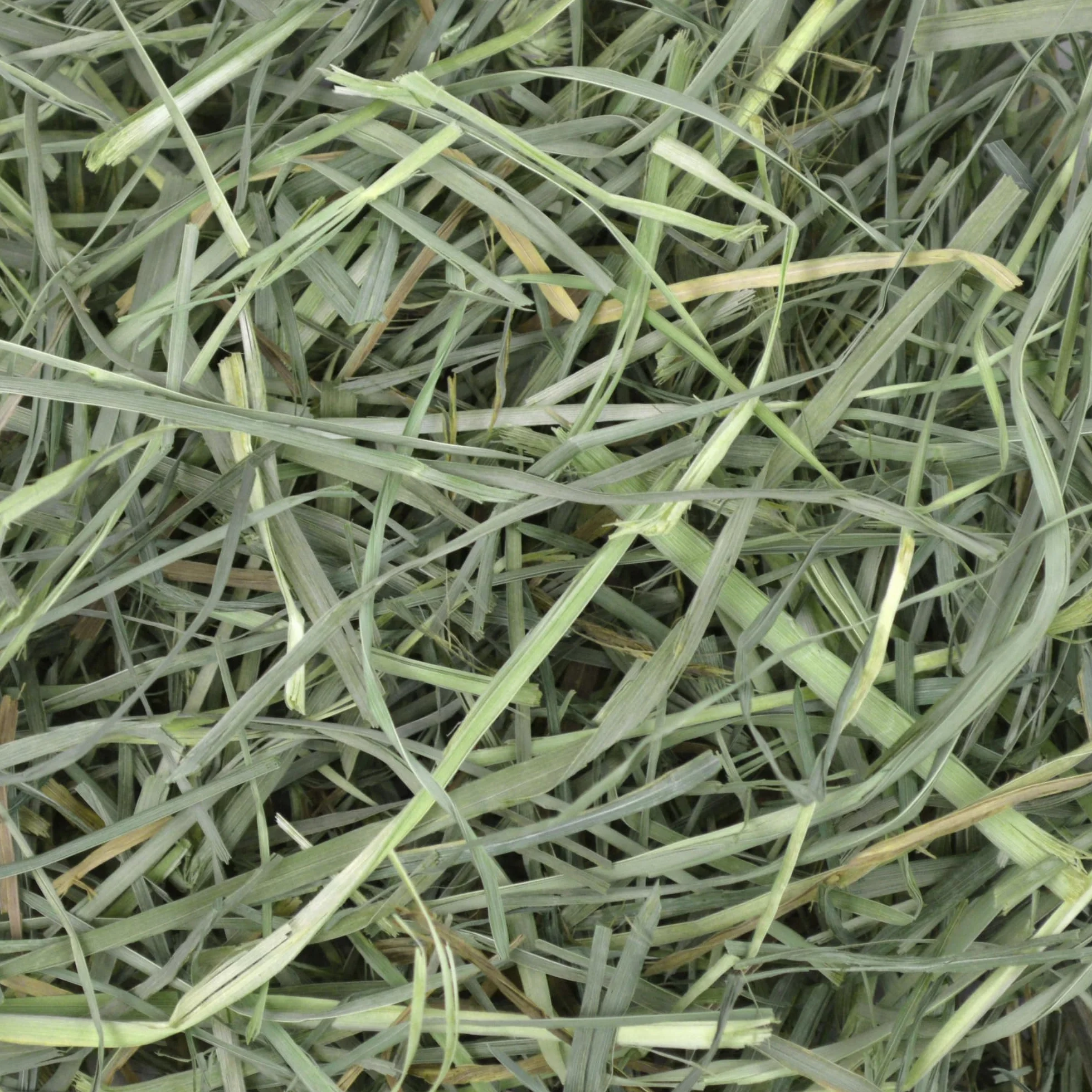 Orchard Grass Petlife Oxbow - Heno para mascotas pequeñas, 4,05 kg