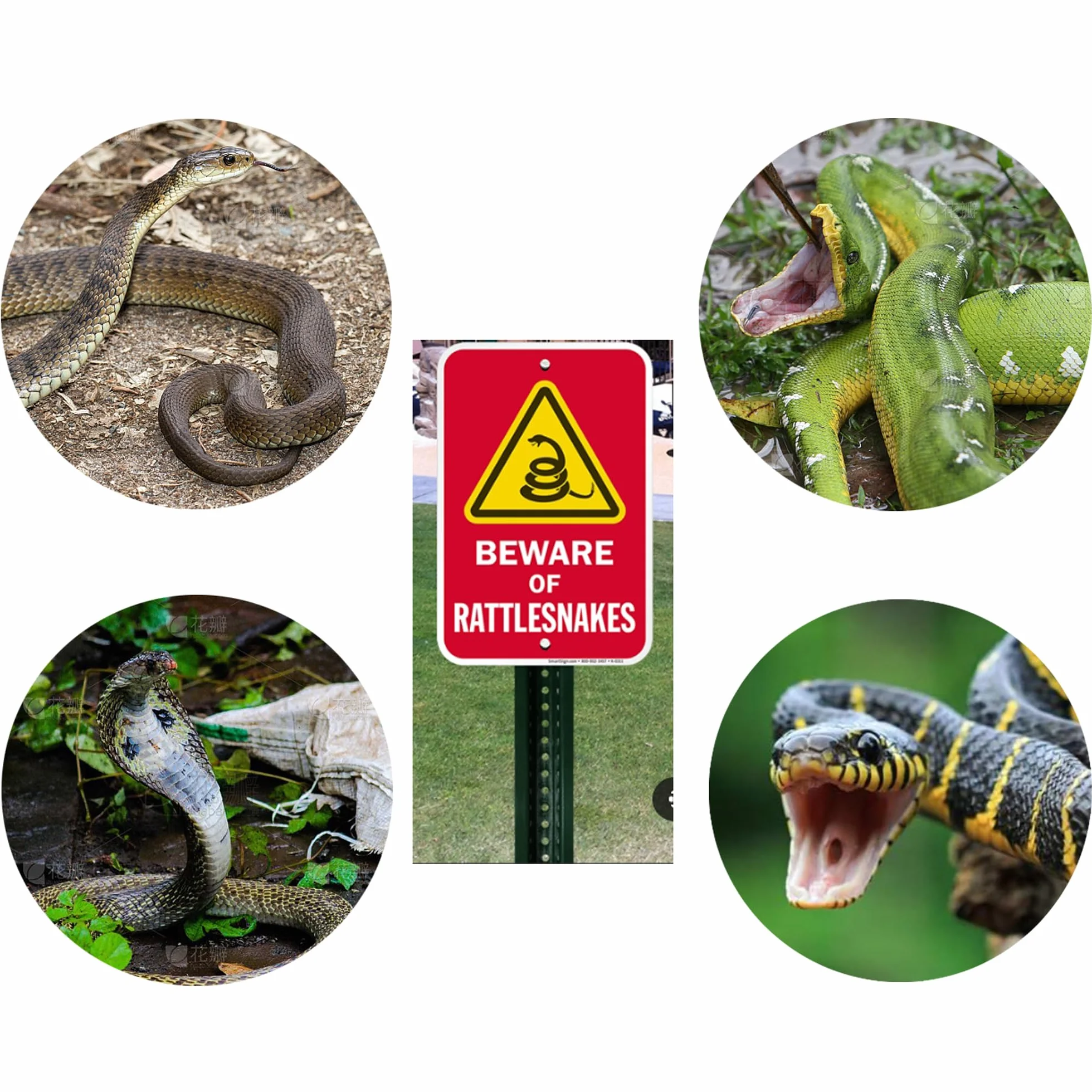 Red de captura de serpientes con mango telescópico, herramientas para manipular serpientes y reptiles, quitar y atrapar serpientes en la bolsa de red