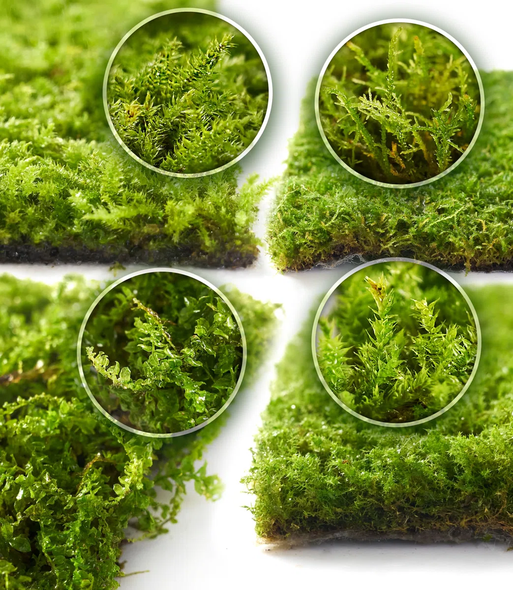 LUCKY PLANT - Musgo vivo fresco, caja de 6 x 8 pulgadas, perfecta para terrarios, paisajes en miniatura, bonsái, reptiles y suculentas. Incluye cuatro tipos diferentes de musgo vivo fresco