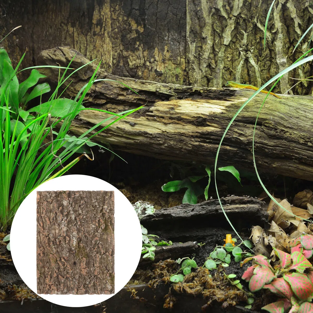 Corteza de Corcho Natural Textura Dura Segura para Reptiles Fondo Decorativo y Pared de Plantas para Terrarios en Acuarios de Reptiles