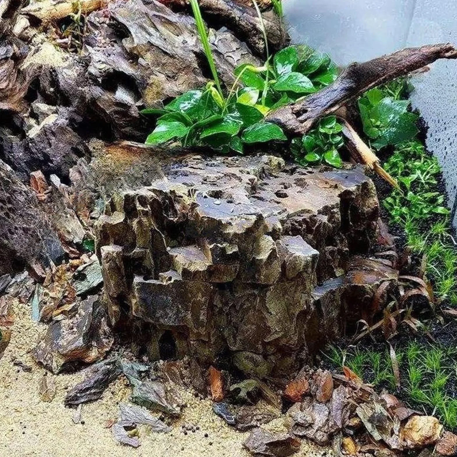 4 piezas de madera flotante para acuario, pecera, madera natural, sin rebabas, decoración de pecera, piezas pequeñas para acuarios, microacuarios, paisaje duro