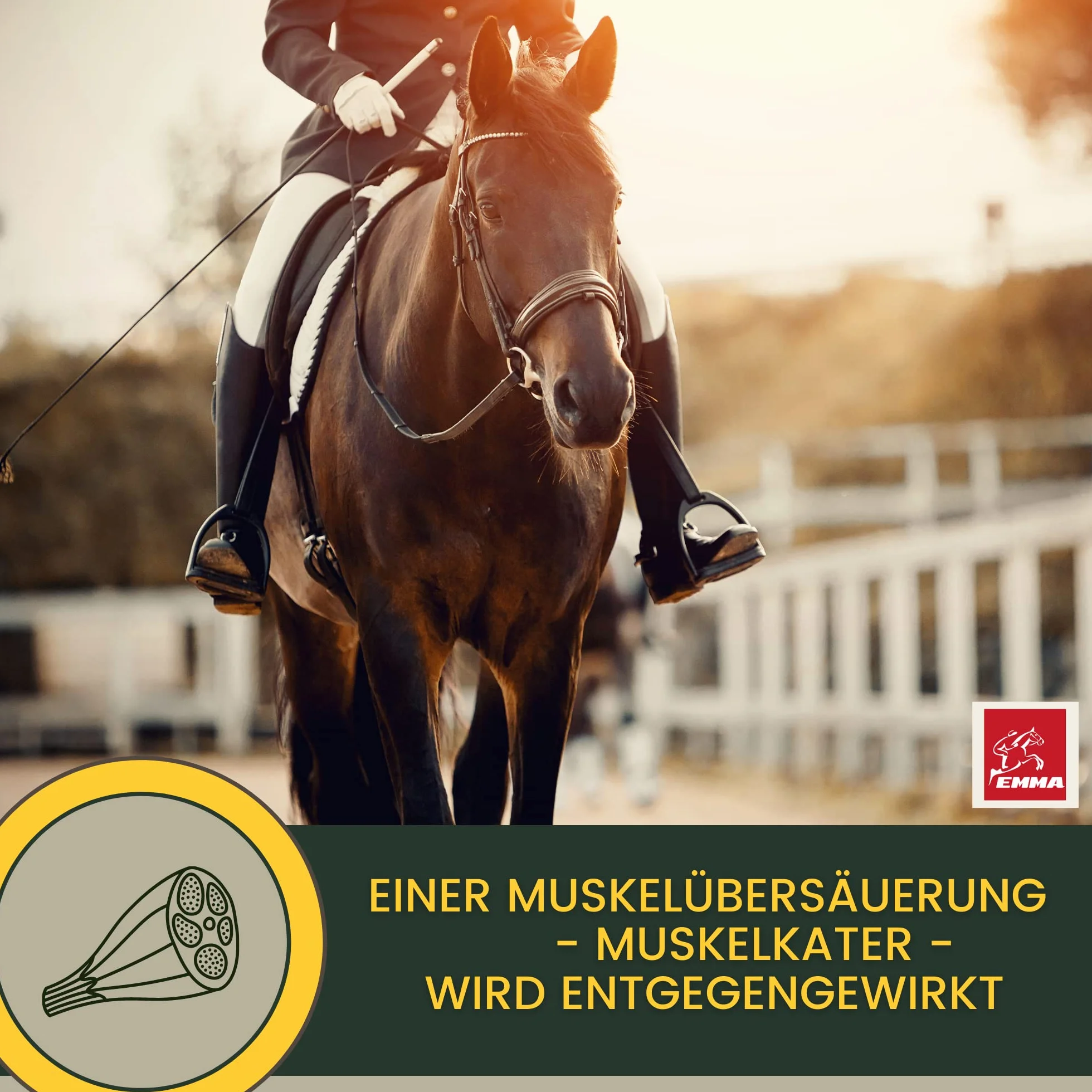 Pasta vitamínica para Caballos Aminoácidos Caballo Amino Vitamina E Levadura de Cerveza I Energía Alimento reconstituyente para músculos doloridos Regeneración Rendimiento Muscular Musculación 30ml
