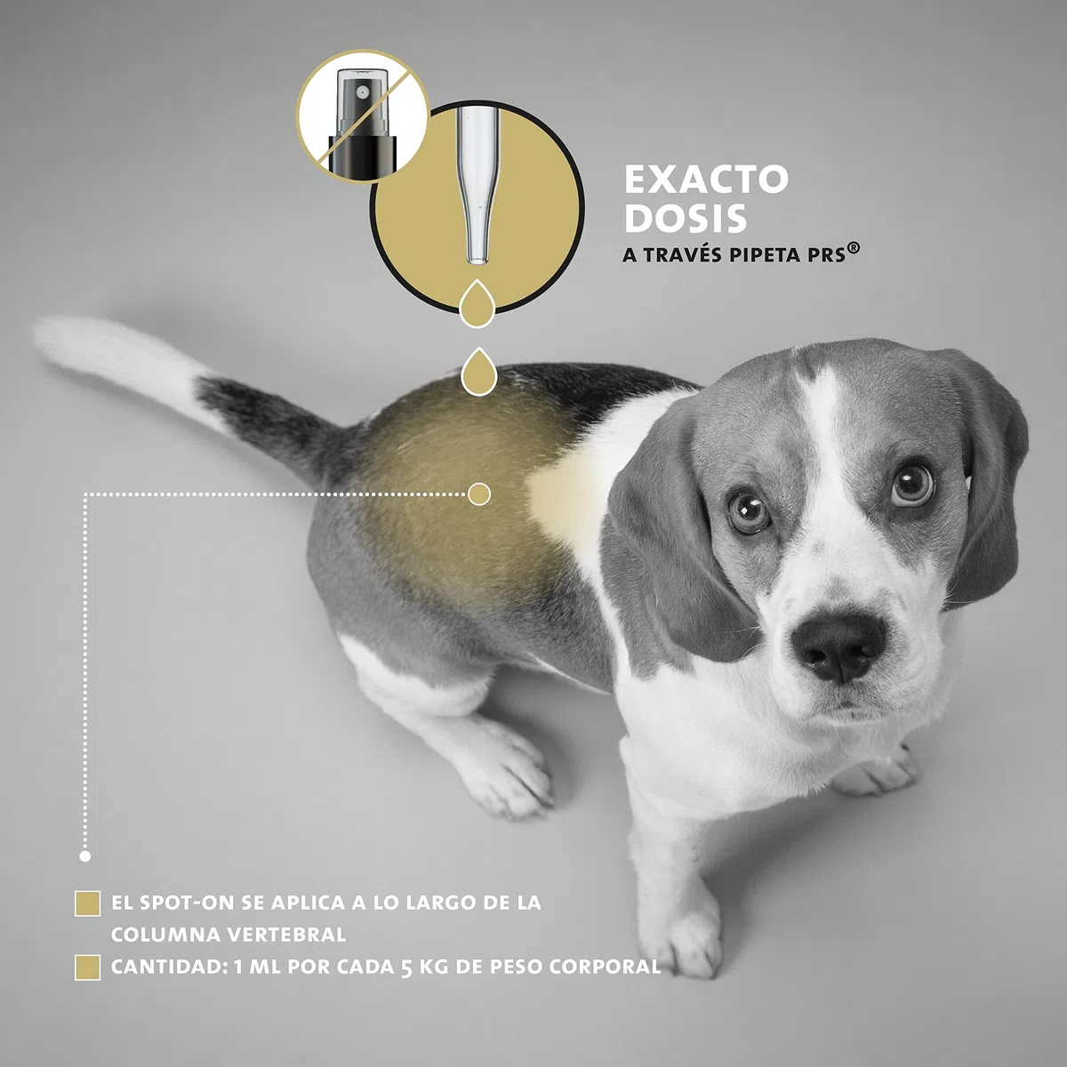 Peticare Spot-On protección contra Las garrapatas para Perros y Gatos - protección Anual, también contra los ácaros, Posibilidad Flexible de actualización - petAnimal Protect 2161