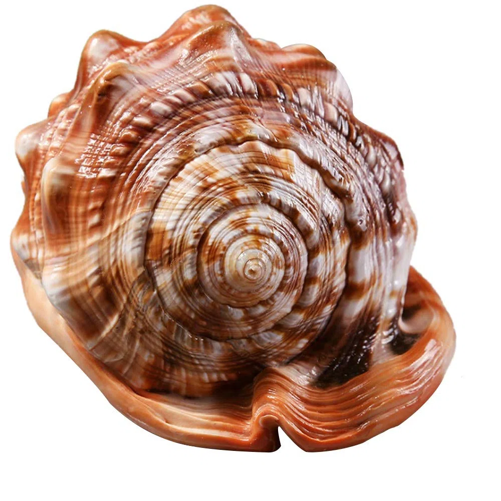 Tlilyy de de Natural Concha Concha Coral Pecera de Caracol de Mar Adornan Adorno 1 Unids