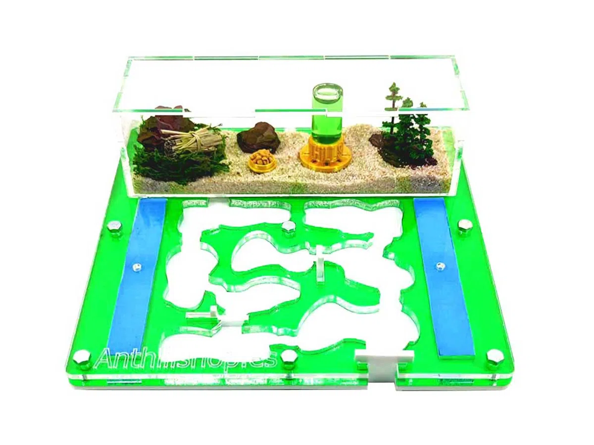 Hormiguero 20 x 20 Espuma acrílico Verde (con Hormigas Gratis, de 20 a 30 obreras).