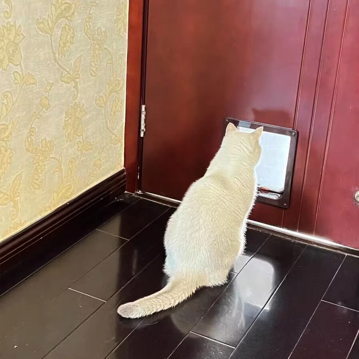 Gatera para Gatos, gatera para Cristal, Entrada y Salida controlables, Apta para Gatos y Perros de pequeño tamaño
