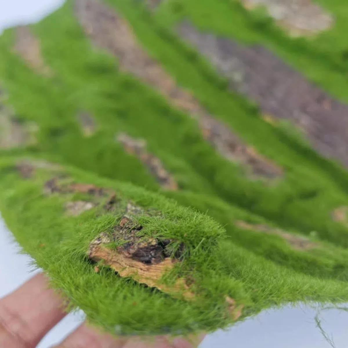 Antecedentes de Corcho para Terrario - Decoración de viviendas de Reptiles | Fondo de Corteza con Espuma Artificial, Accesorio Natural para, Serpiente, camaleón, Gecko, dragón Barbudo y anfibi