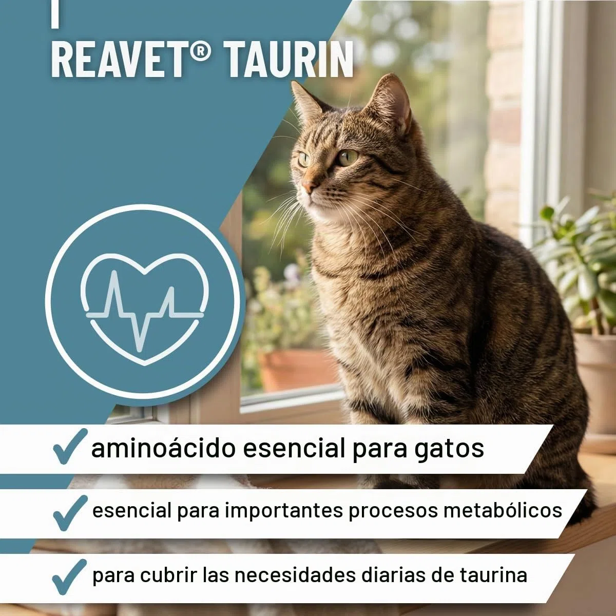 ReaVET Taurina para gatos 100 g – Apoyo cardiovascular, polvo de taurina 100% puro, aminoácidos que apoyan las defensas y el metabolismo celular