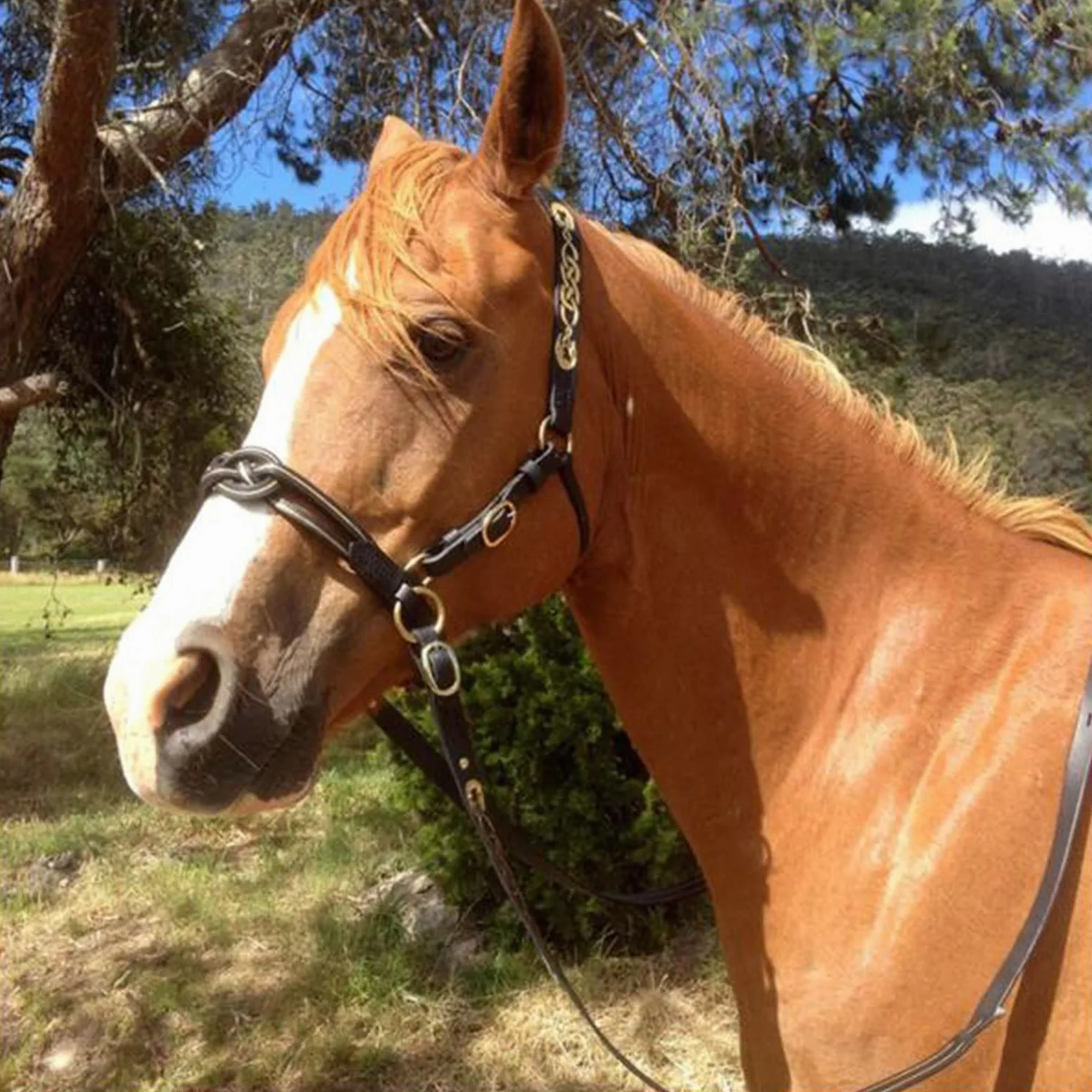 Cabezadas de caballo de tamaño completo, riendas ecuestres de cuero, con acolchado suave y hebilla de una sola mejilla, para accesorios