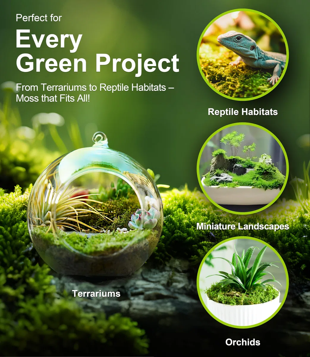 LUCKY PLANT - Musgo vivo fresco, caja de 6 x 8 pulgadas, perfecta para terrarios, paisajes en miniatura, bonsái, reptiles y suculentas. Incluye cuatro tipos diferentes de musgo vivo fresco