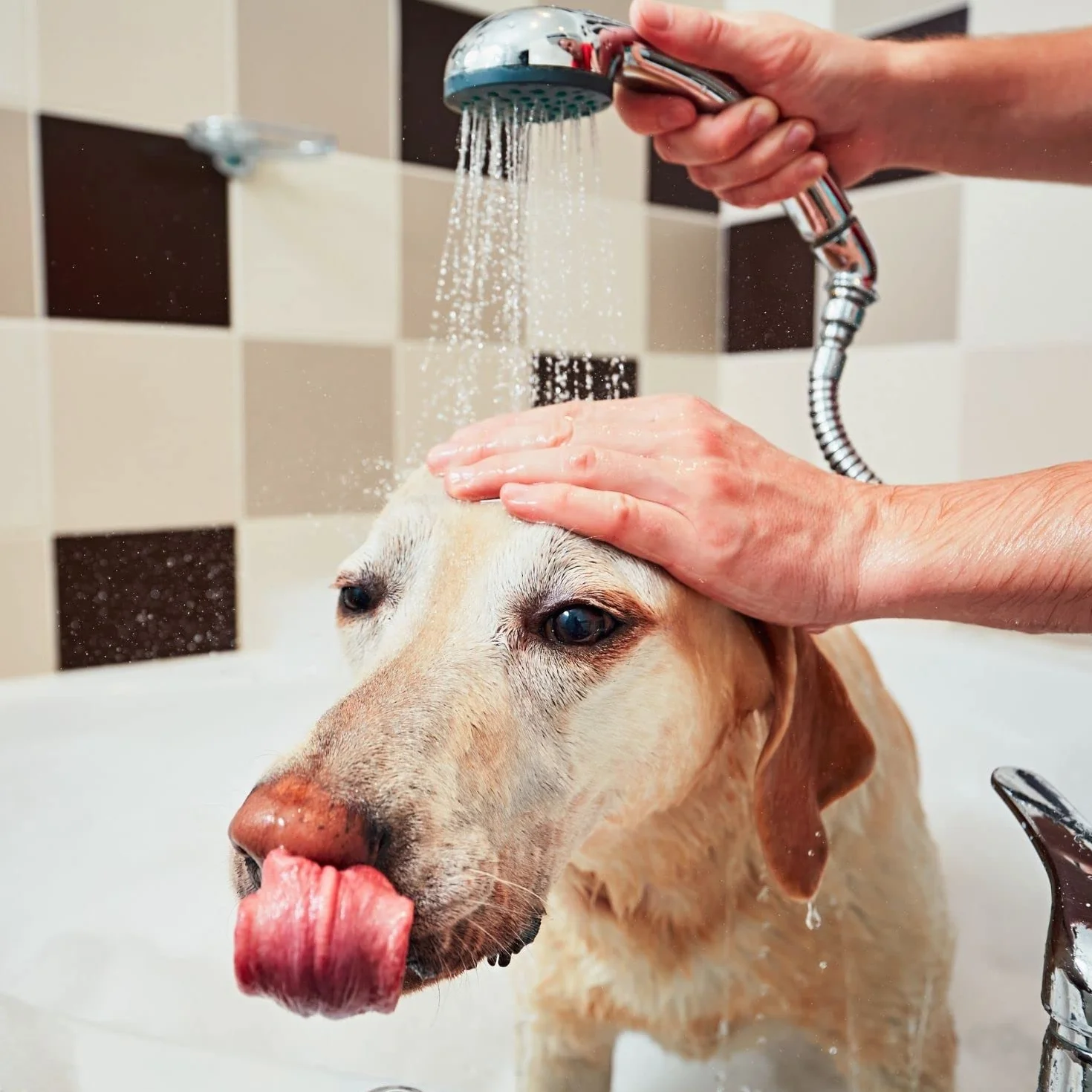 Champú de Manzana Verde - Champú para Gatos y Perros - 1 L - Ayuda a Conseguir una Profunda Reestructuración del Cabello - Ideal para Pelos Largos - IV San Bernard