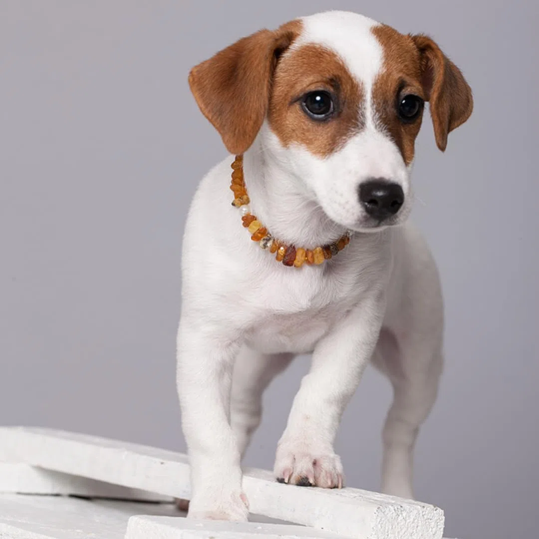 Collar de ámbar para perros y gatos – de 20 cm hasta 68 cm – cadena de ámbar, collar de protección contra garrapatas