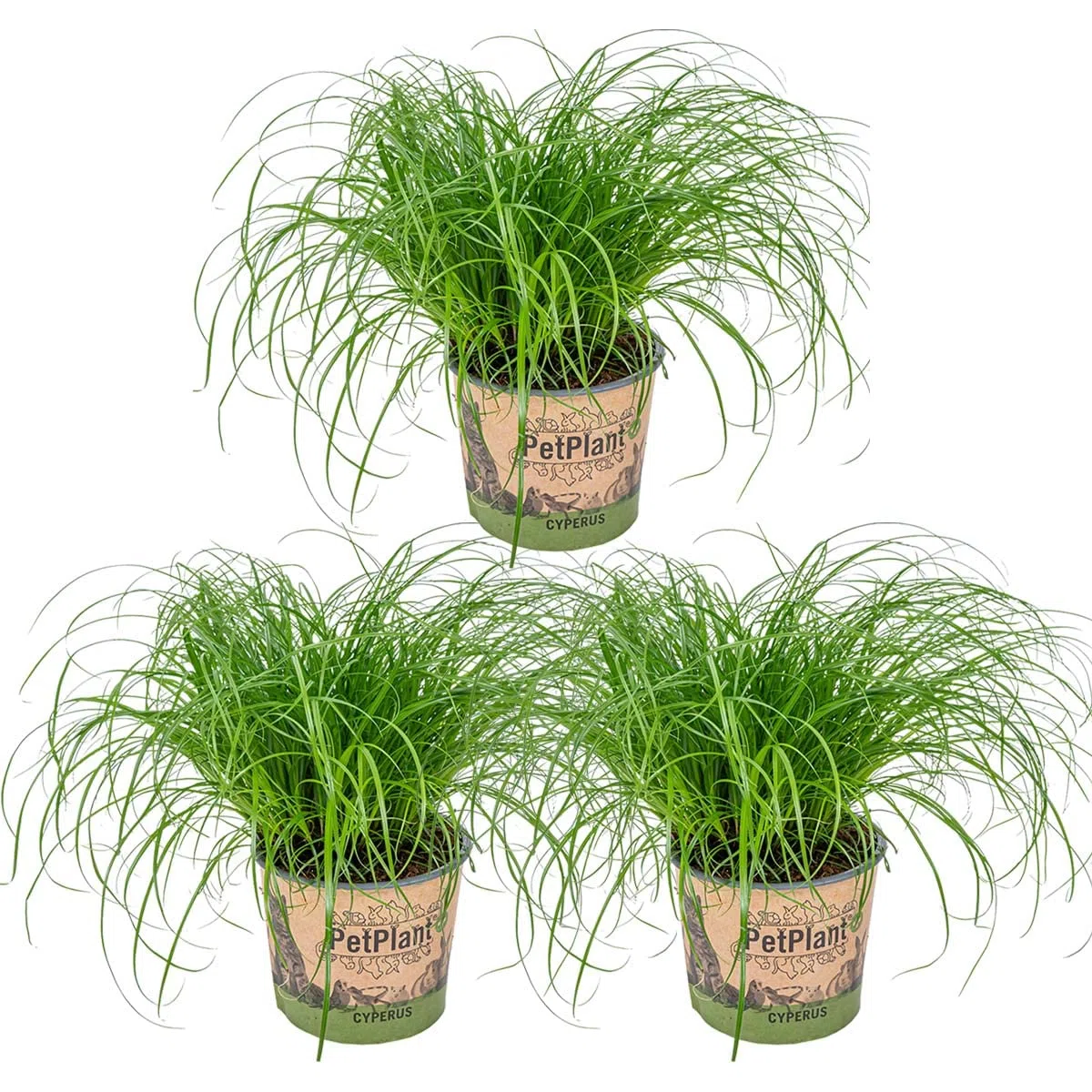 Bloomique - Set de 3 - Cyperus ‘Zumula’ - Hierba para gatos - Planta de interior - Apta para mascotas - Altura 20-30 cm - Maceta 12 cm