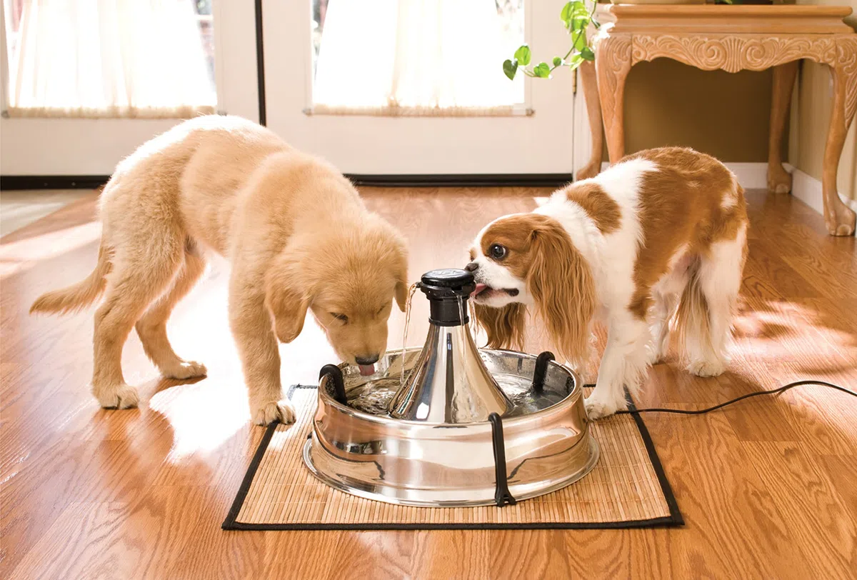 PetSafe Drinkwell - Fuente para Perros y Gatos de Acero Inoxidable - Flujo de Agua Ajustable y Capacidad de 3,8 litros