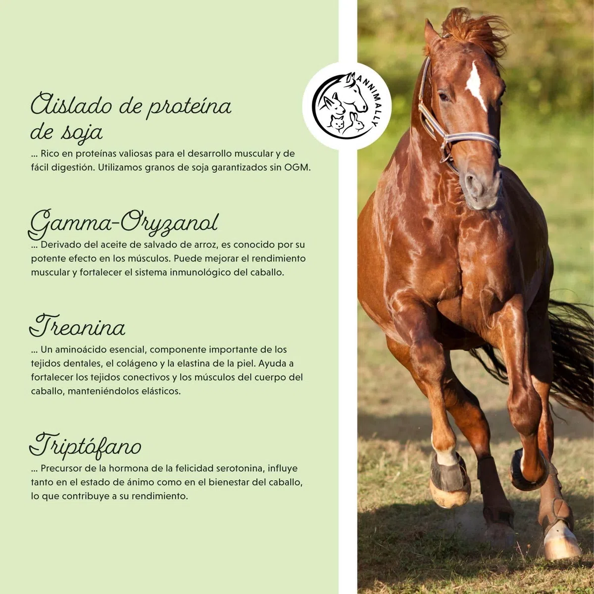 Polvo para el Desarrollo Muscular para Caballos de 700 g con proteína de Soja, lisina, carnitina, treonina, metionina: suplemento aminoácido para el fortalecimiento de la Musculatura en Caballos