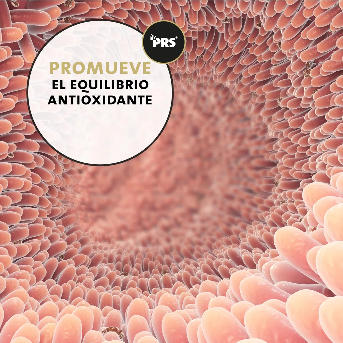 Peticare antioxidantes para Caballos | Apoyo al daño Celular y fortalecimiento inmunológico, Esfuerzo | con Ingredientes Naturales | para el estrés oxidativo | petHorse Health 4607