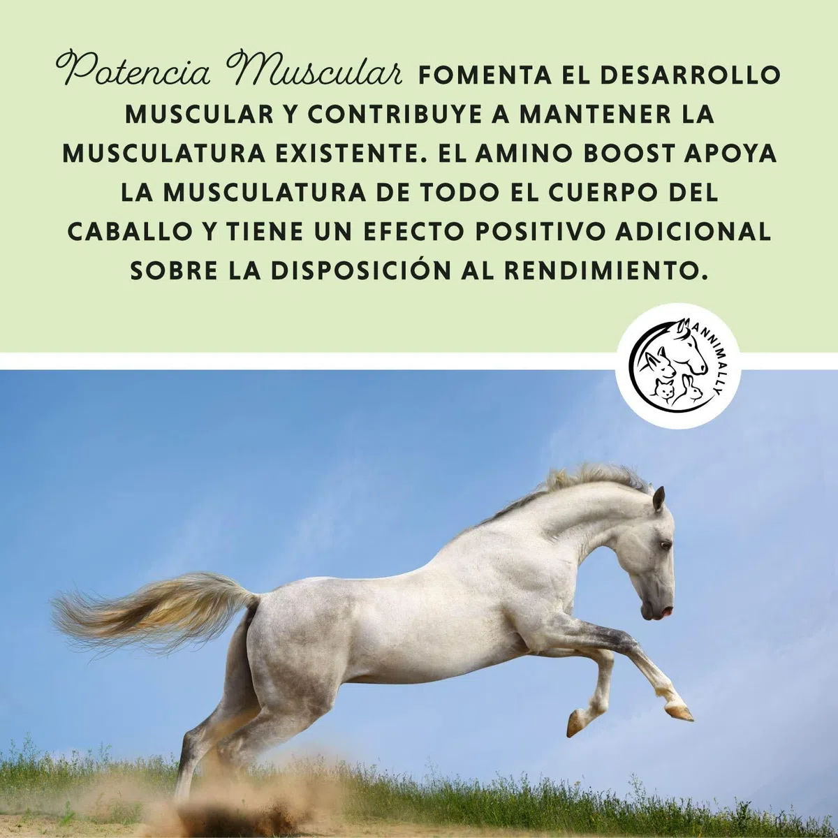 Polvo para el Desarrollo Muscular para Caballos de 700 g con proteína de Soja, lisina, carnitina, treonina, metionina: suplemento aminoácido para el fortalecimiento de la Musculatura en Caballos