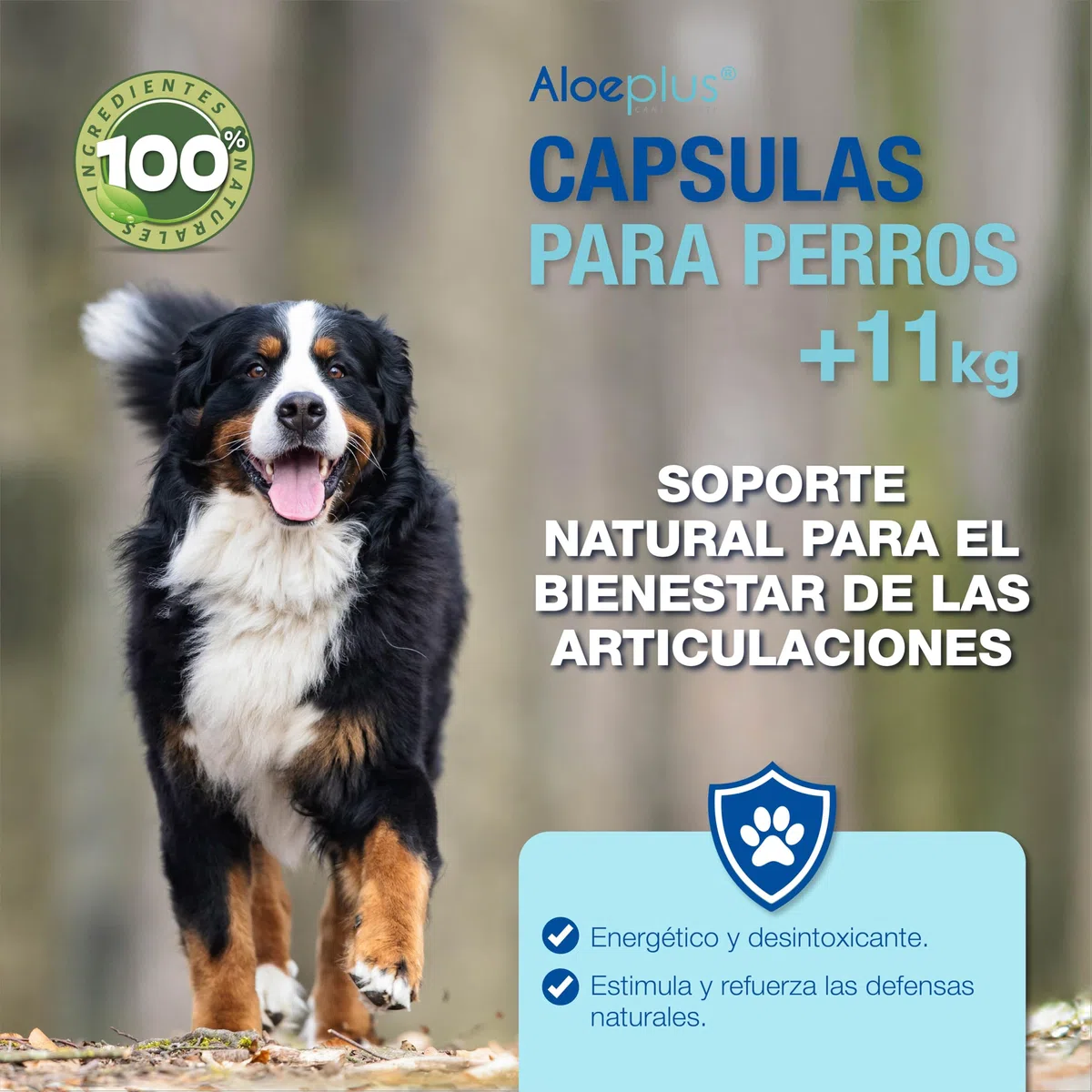 Aloeplus Suplementos cápsula para Perros 11+ kg. - Suplemento Natural a Base de Aloe arborescens - Estimula el Sistema inmunológico - para el Bienestar de los Perros de 11 kg en adelante