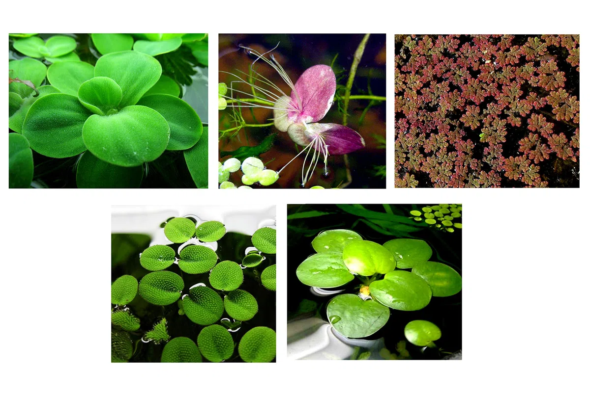 30 plantas de acuario vivas flotantes de superficie/estanque/5 tipos diferentes: lechuga de agua, rana amazónica, musgo de hadas, lenteja de agua gigante, lentejuelas de agua