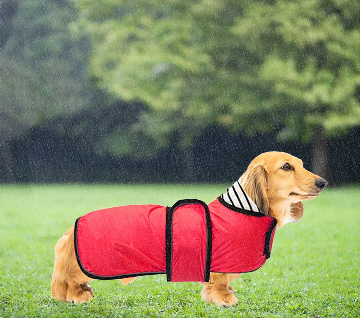 Geyecete-Chubasquero Perro para Salchicha,Impermeable Perro Chaqueta con Correas Reflectantes/Agujero para Arnés,Ajustable Ligera Dachshund Raincoat-Rojo-L