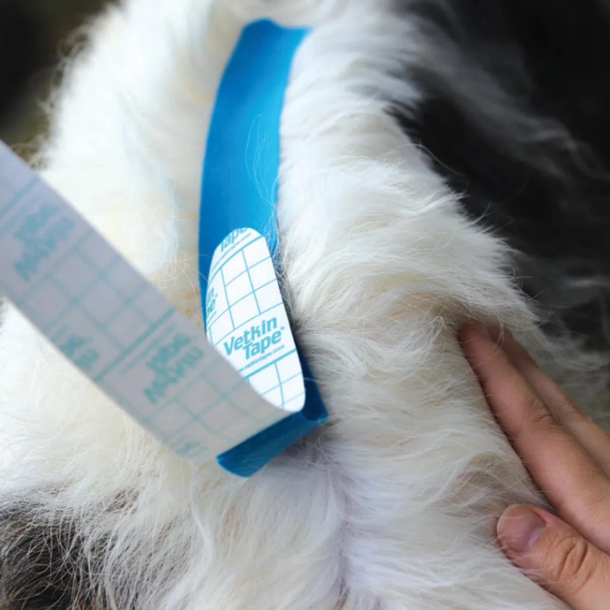 VETKIN Kinesiology taping for dogs