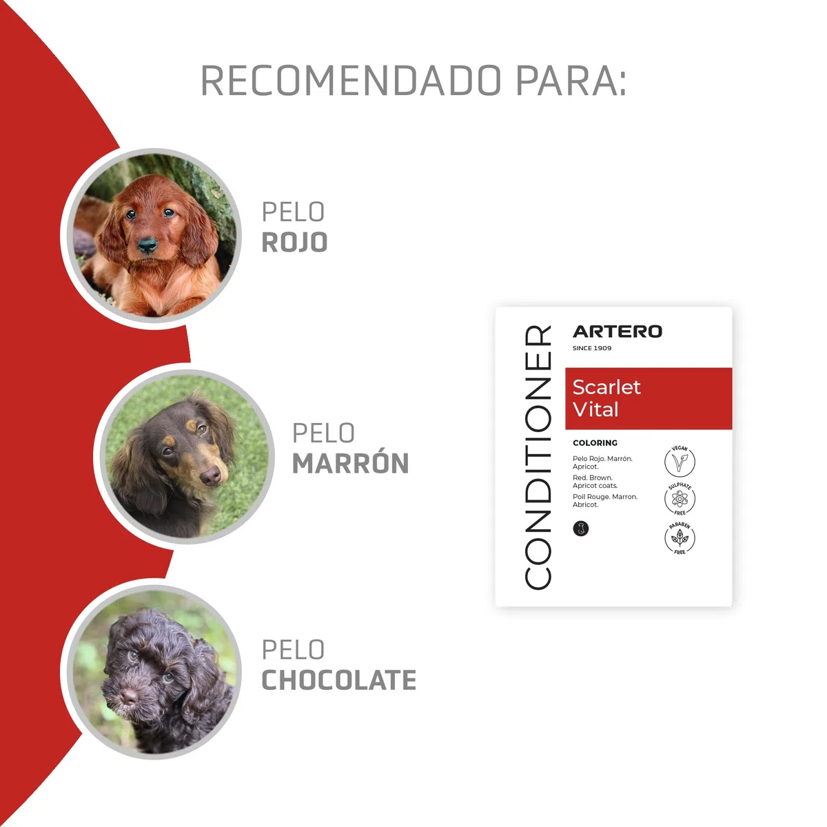 Artero Scarlet Vital Mascarilla Intensificadora de Color para Perros de Tonos Rojos, Marrones, Chocolates y Apricot. 100 ml