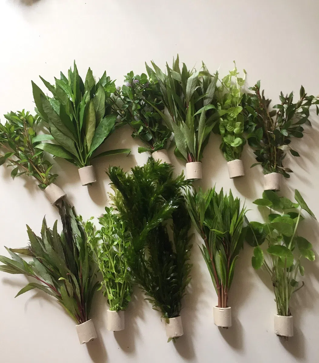 5 trastes 30 tallos de plantas de acuario, plantas acuáticas