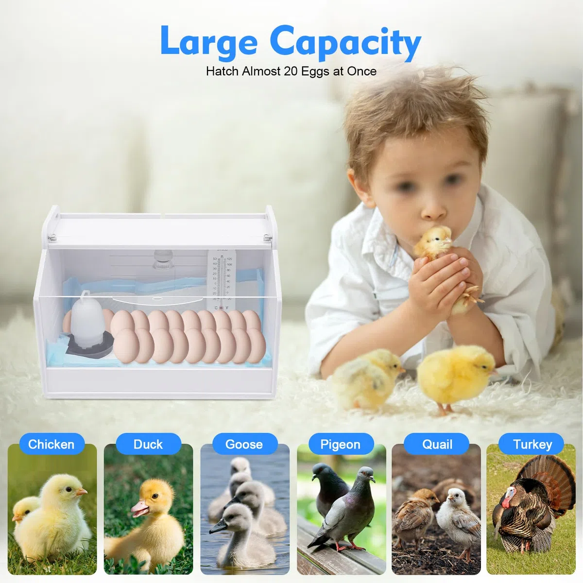 Incubadora Pollitos Caja de cría Calor Lámpara Calentador Ajustable para Incubación Hogar Cría Reptiles Aves de corral Inicio Placa calefactora 15W