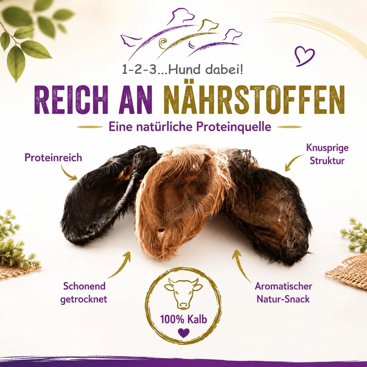Orejas de ternero/vacuno con concha y piel XXL, secado suave, bien tolerado, limpieza gastrointestinal natural (100)