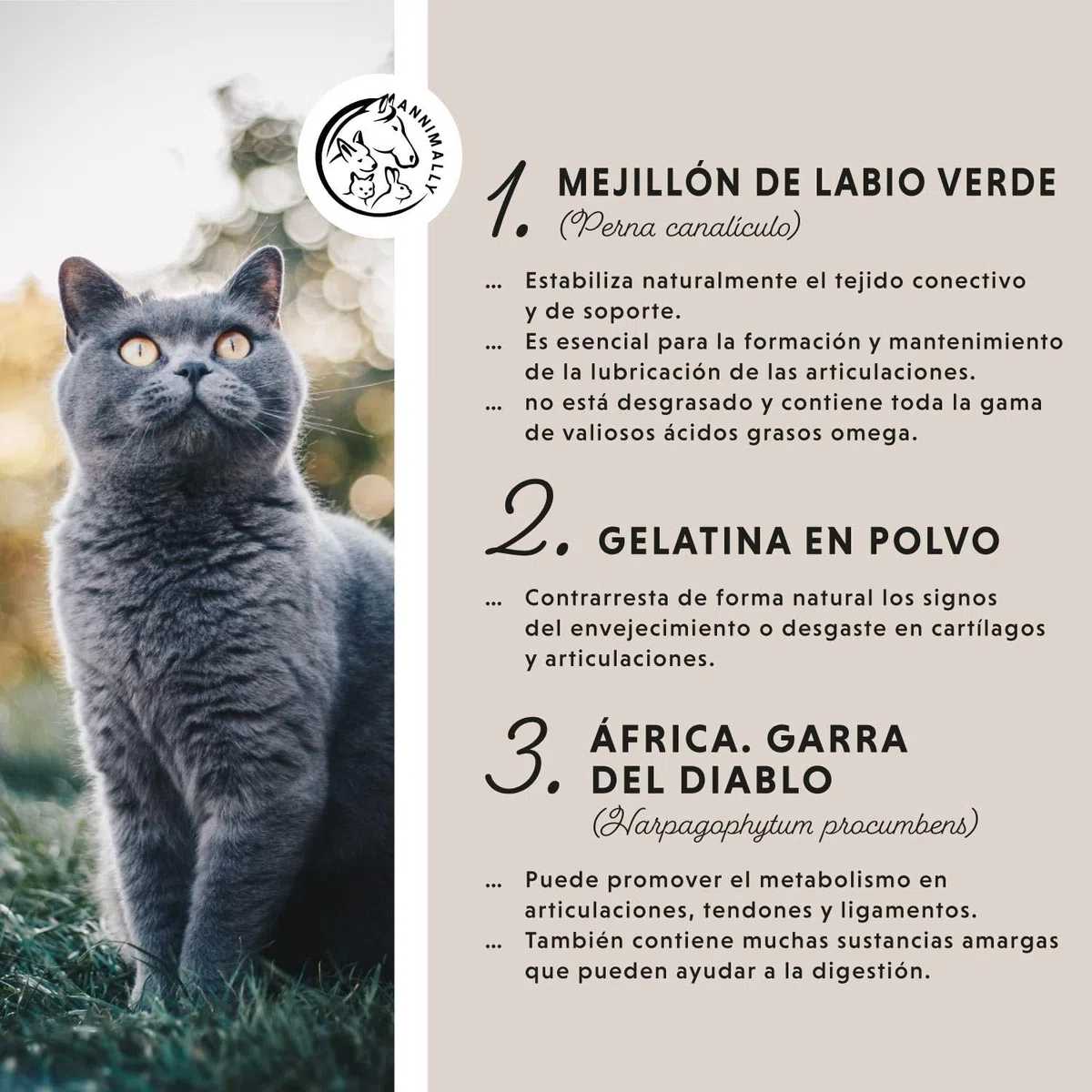 Annimally Polvo Articular Gatos | 120g para 4 Meses - La Alternativa a Las tabletas para articulaciones. Polvo articulaciones saludables con mejillón de Labios Verdes, MSM, Garra del Diablo