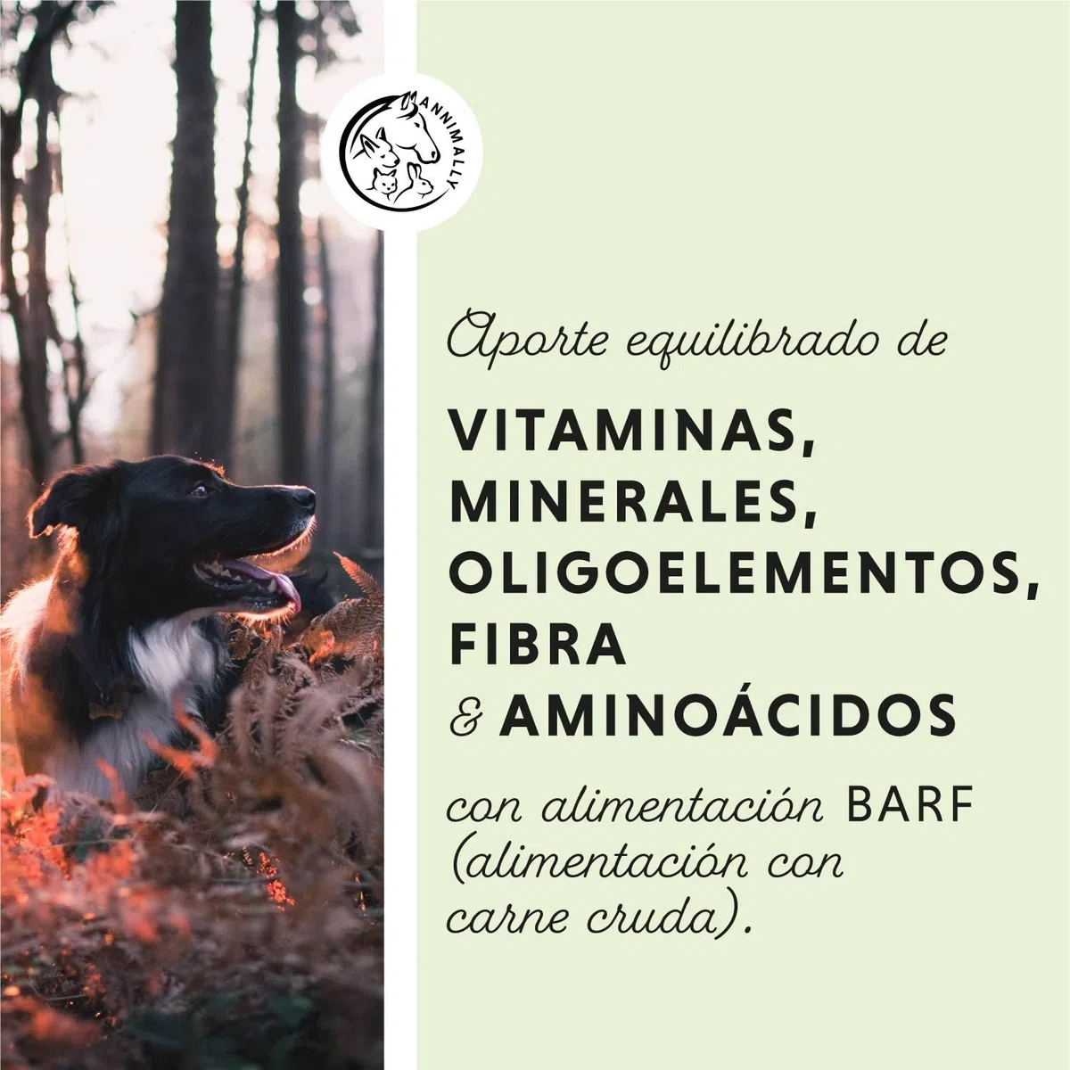 Annimally Barf Suplemento en Polvo para Perros 500g, Barf Complete Mezcla de Vitaminas & Minerales para una nutrición óptima - Suplemento para Perros con Minerales, Verduras, Frutas y Vitaminas
