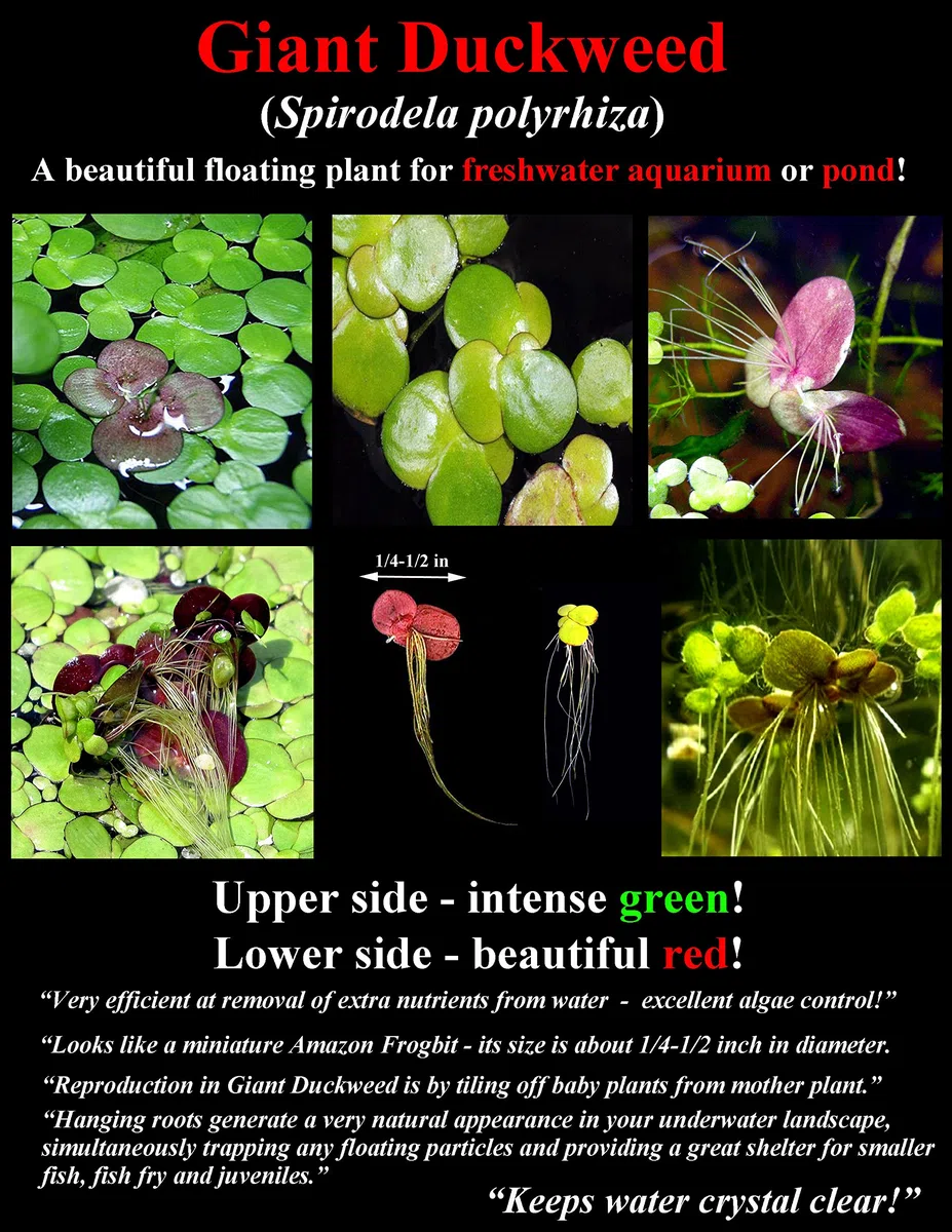 30 plantas de acuario vivas flotantes de superficie/estanque/5 tipos diferentes: lechuga de agua, rana amazónica, musgo de hadas, lenteja de agua gigante, lentejuelas de agua