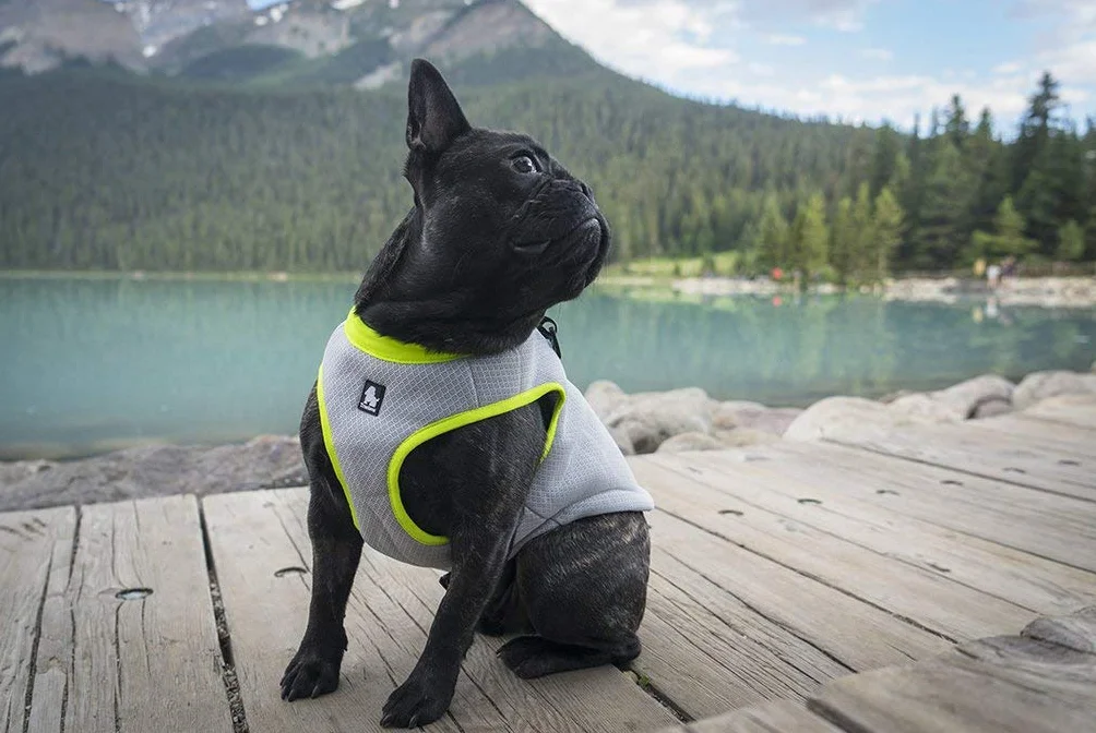 Truelove Chaleco con arnés de refrigeración para perros, con cremallera ajustable para entrenamiento de caza y camping