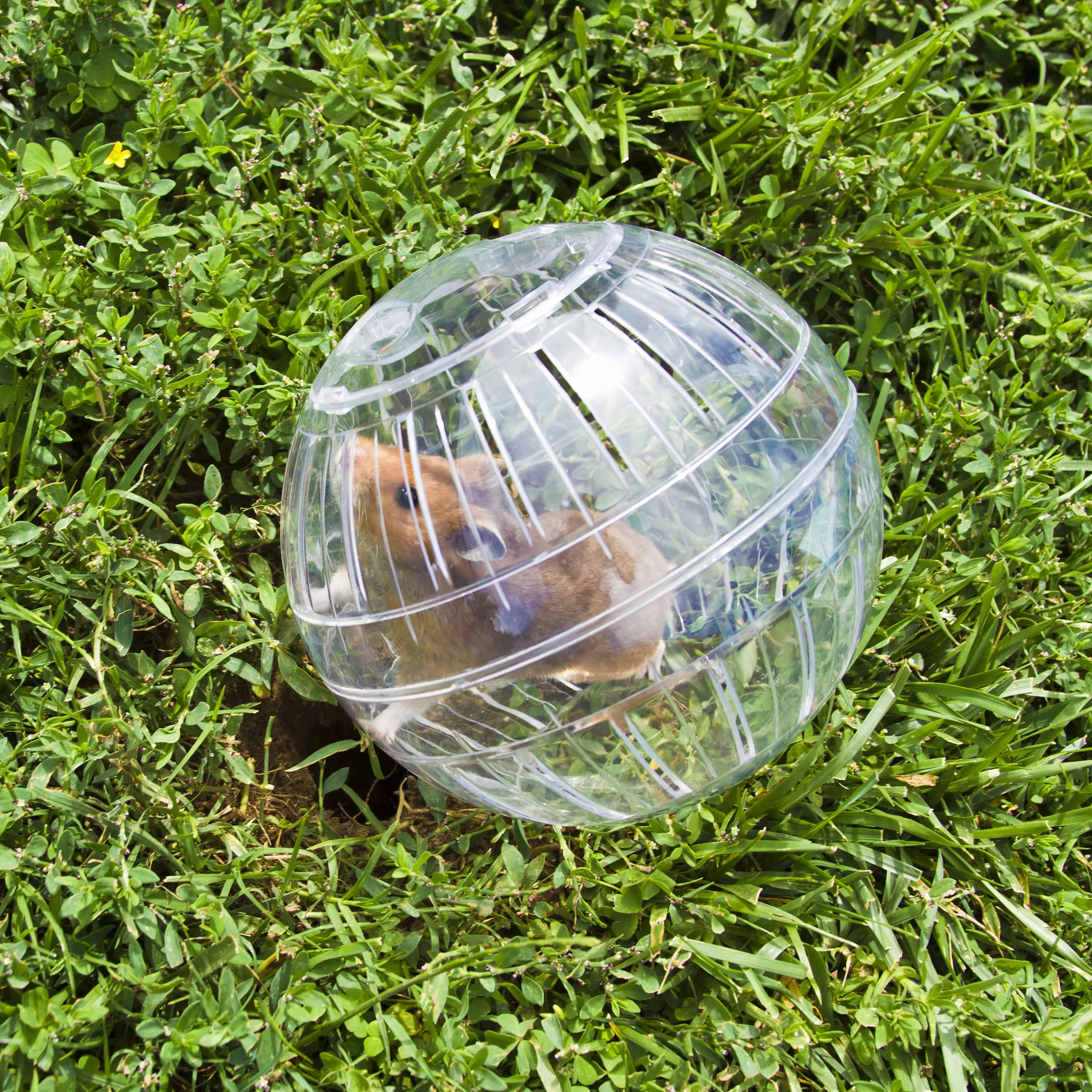 Relaxdays Bola Hámster Juguete para Roedores, Plástico Transparente, 14 cm